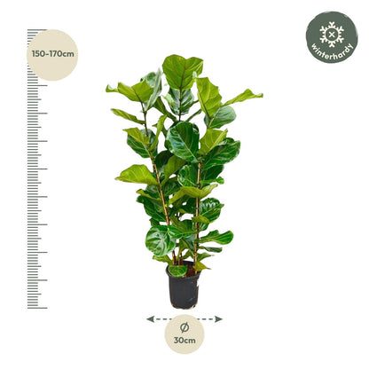 Geigenfeige 155 cm – Stilvolle, pflegeleichte Zimmerpflanze