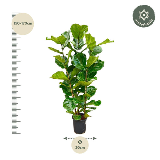 Geigenfeige 155 cm – Stilvolle, pflegeleichte Zimmerpflanze