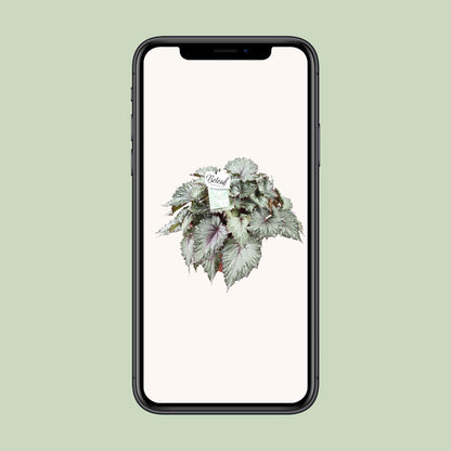 Begonia Beleaf Asian Tundra - Ø17cm - ↕32cm
