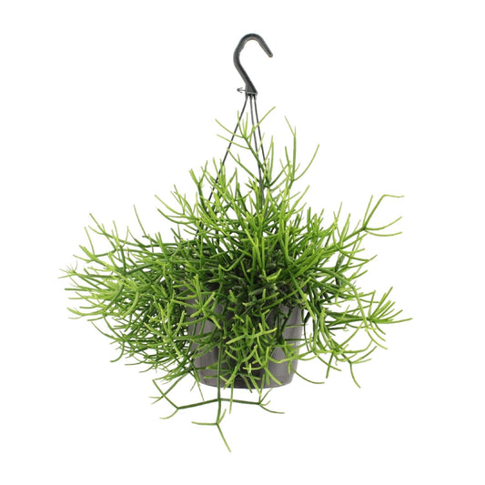 Rhipsalis Heteroclada - Ø17cm - ↕25cm