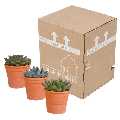 Echeveria Mix 3er Set im Terrakottatopf 10,5 cm