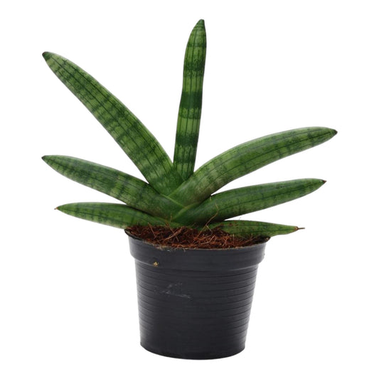Bogenhanf Skyline – Pflegeleichte Zimmerpflanze 25 cm