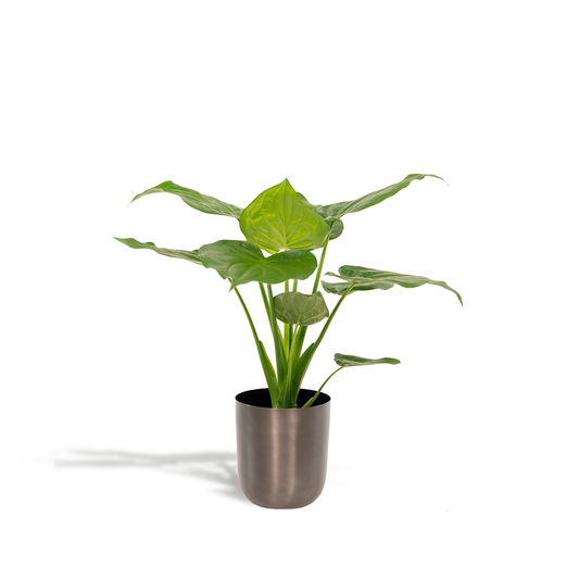 Alocasia Cucullata - Ø19cm - ↕65cm + Topf Mayk Lead