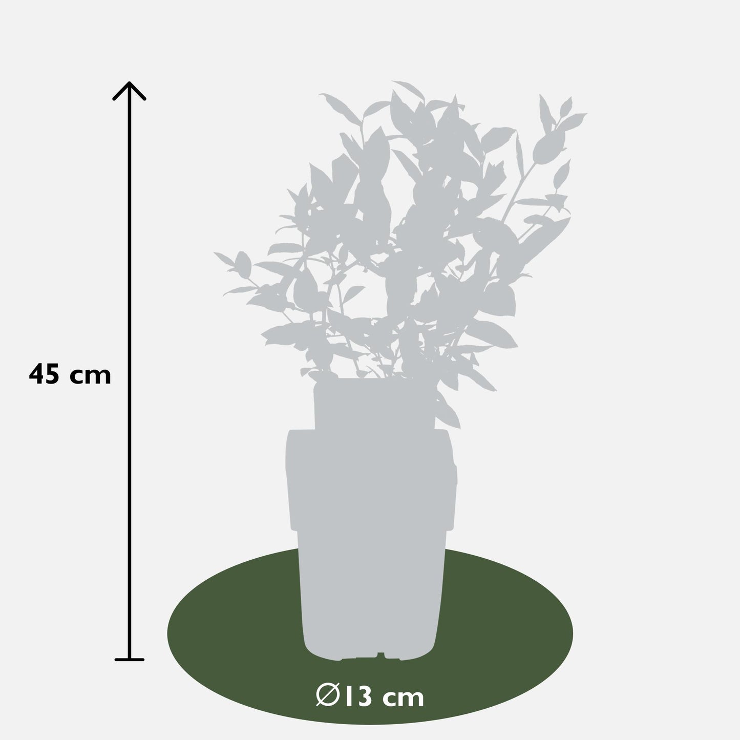 5x - Vaccinium corymbosum 'Brigitta Blue' - ↨45cm - Ø13
