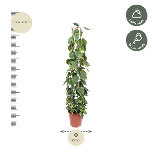 Kletterphilodendron 'Brasil' 160 cm – Exotische Zimmerpflanze