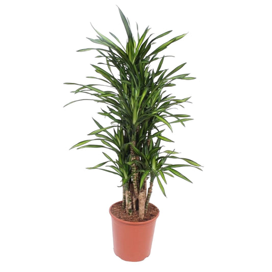 Drachenbaum Riki – 140 cm – Pflegeleichte Zimmerpflanze