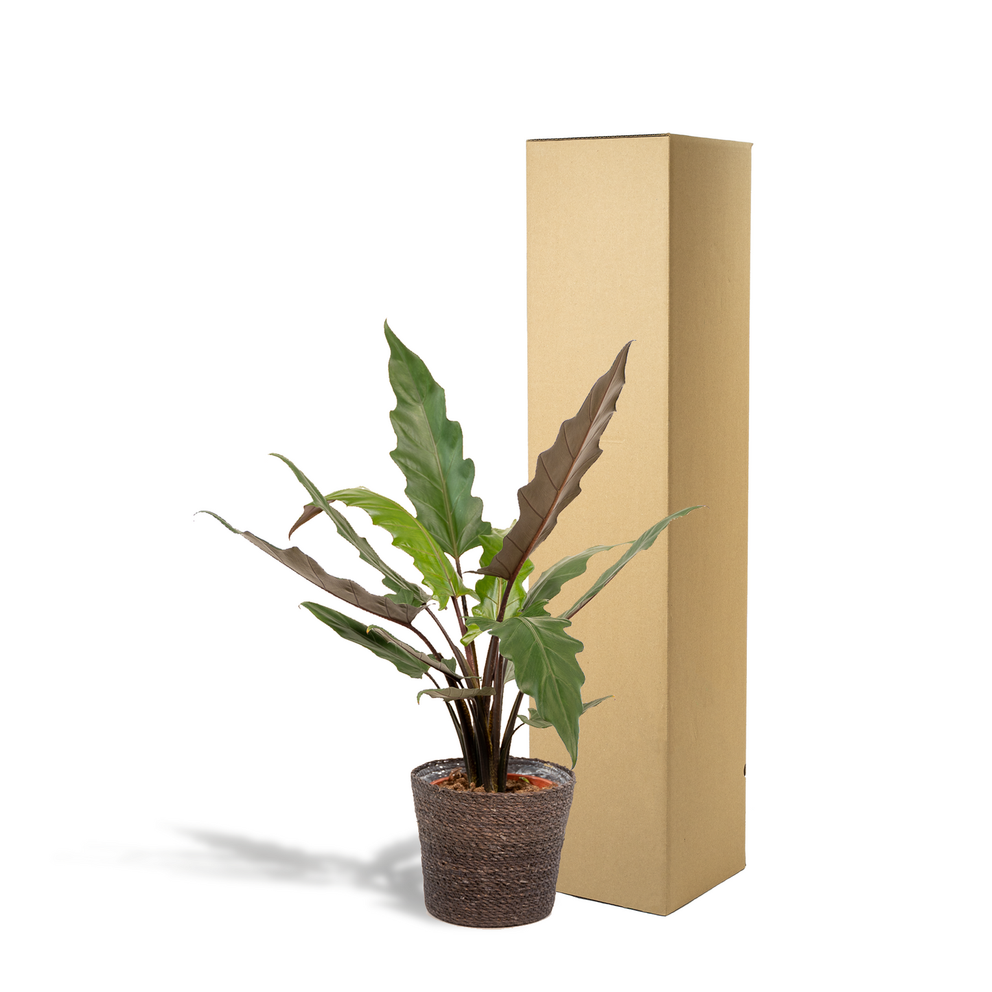 Alocasia Lauterbachiana - Ø19cm - ↕80cm + Korb Igmar