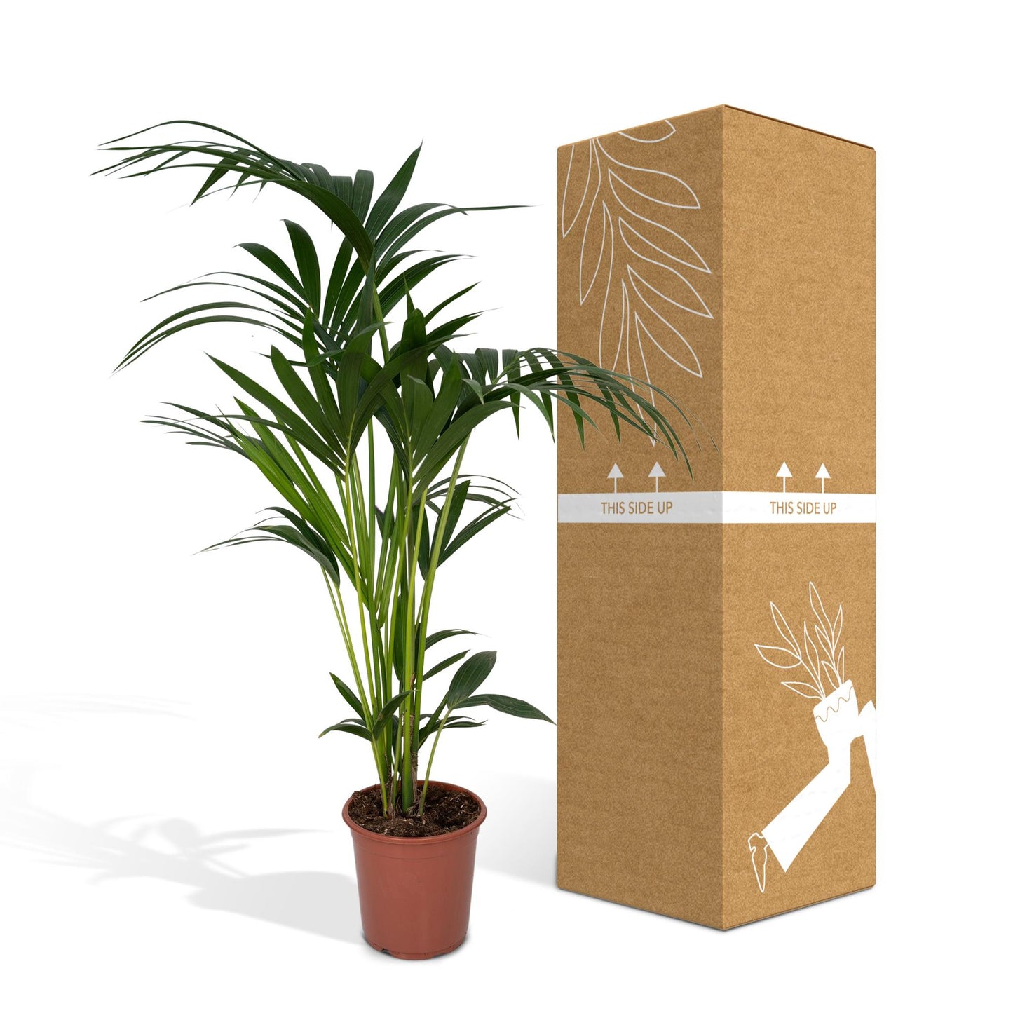 Howea forsteriana - Ø21cm - ↕120cm - Ø18 - ↨100cm