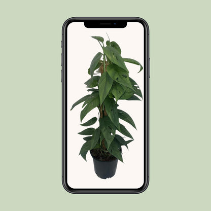 Epipremnum Cebu Blue Moosstock - Ø15cm - ↕60cm