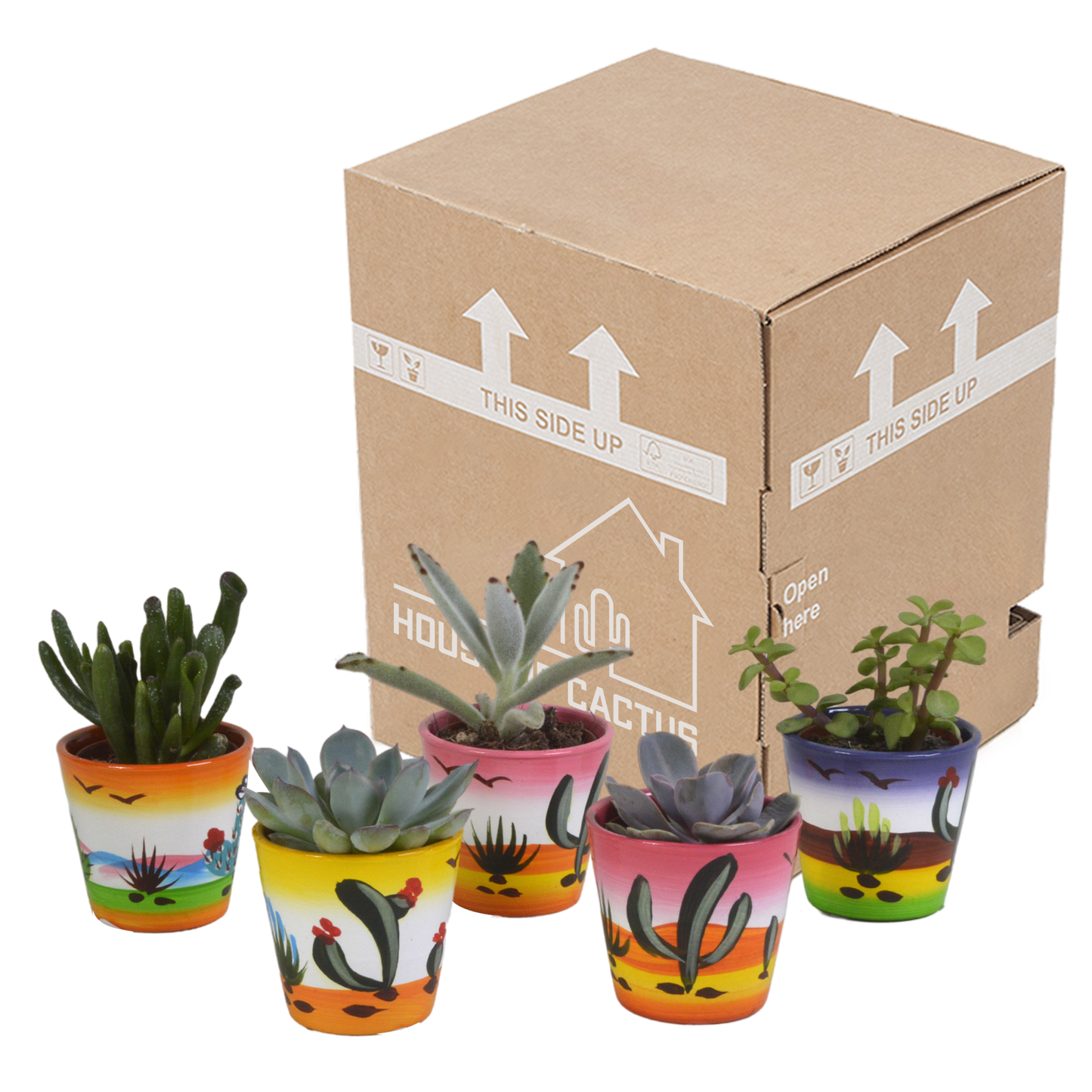 Vetplanten-Mischung 5,5 cm - 5x - in Mexicaanse pot