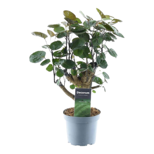 Schildaralie Fabian – Exotische, pflegeleichte Zimmerpflanze 45 cm