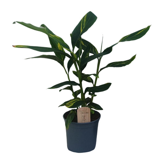 Alpinia Zerumbet