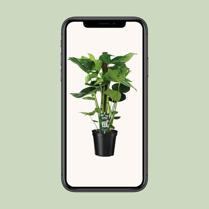 Monstera Deliciosa - Ø19cm - ↕80cm