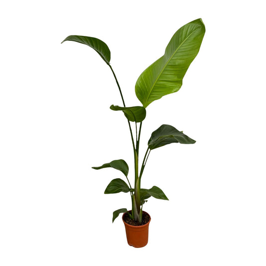 2x Riesenstrelitzie 100 cm – Exotisches Zimmerpflanzen-Set