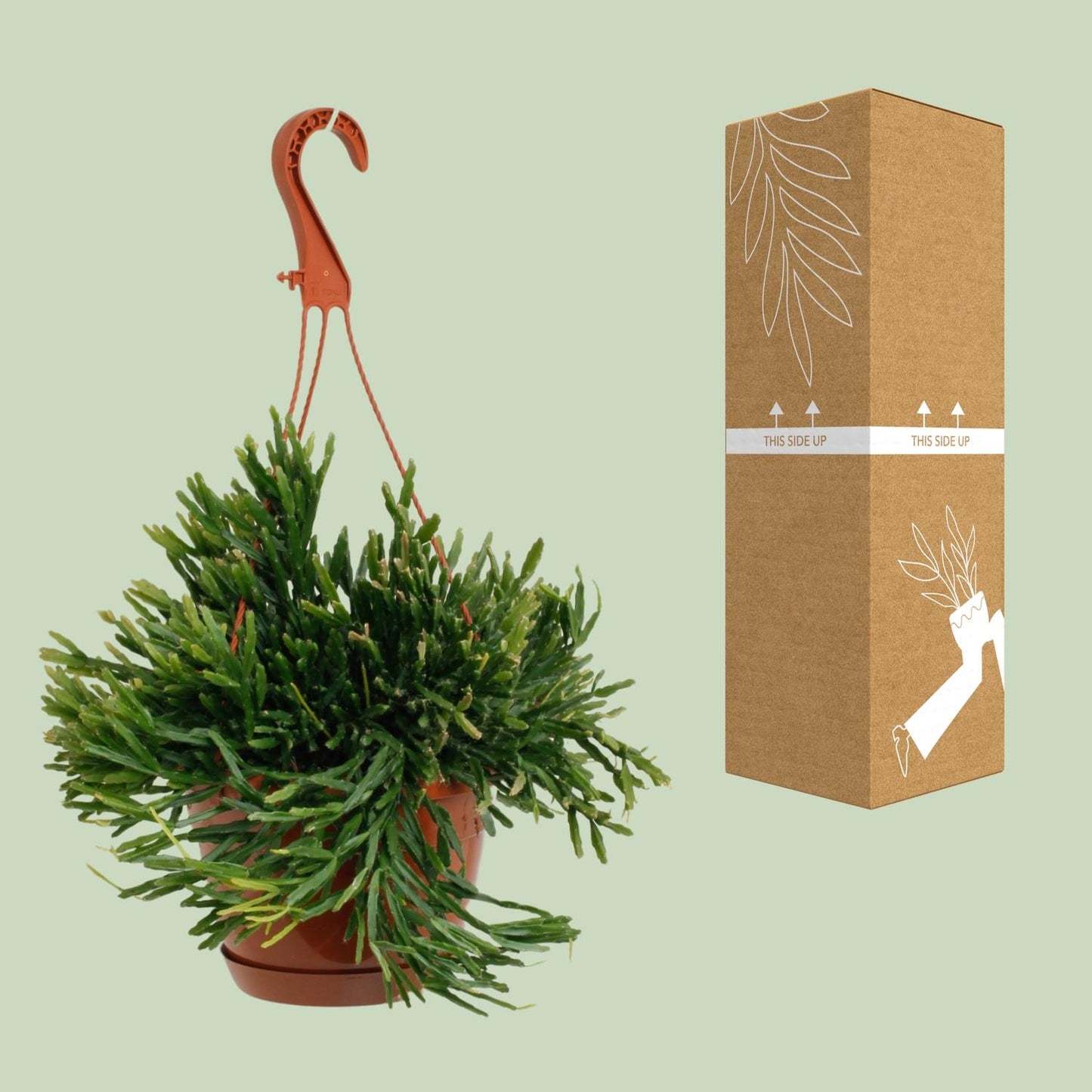 Rhipsalis Ewaldiana - Ø17cm - ↕45cm