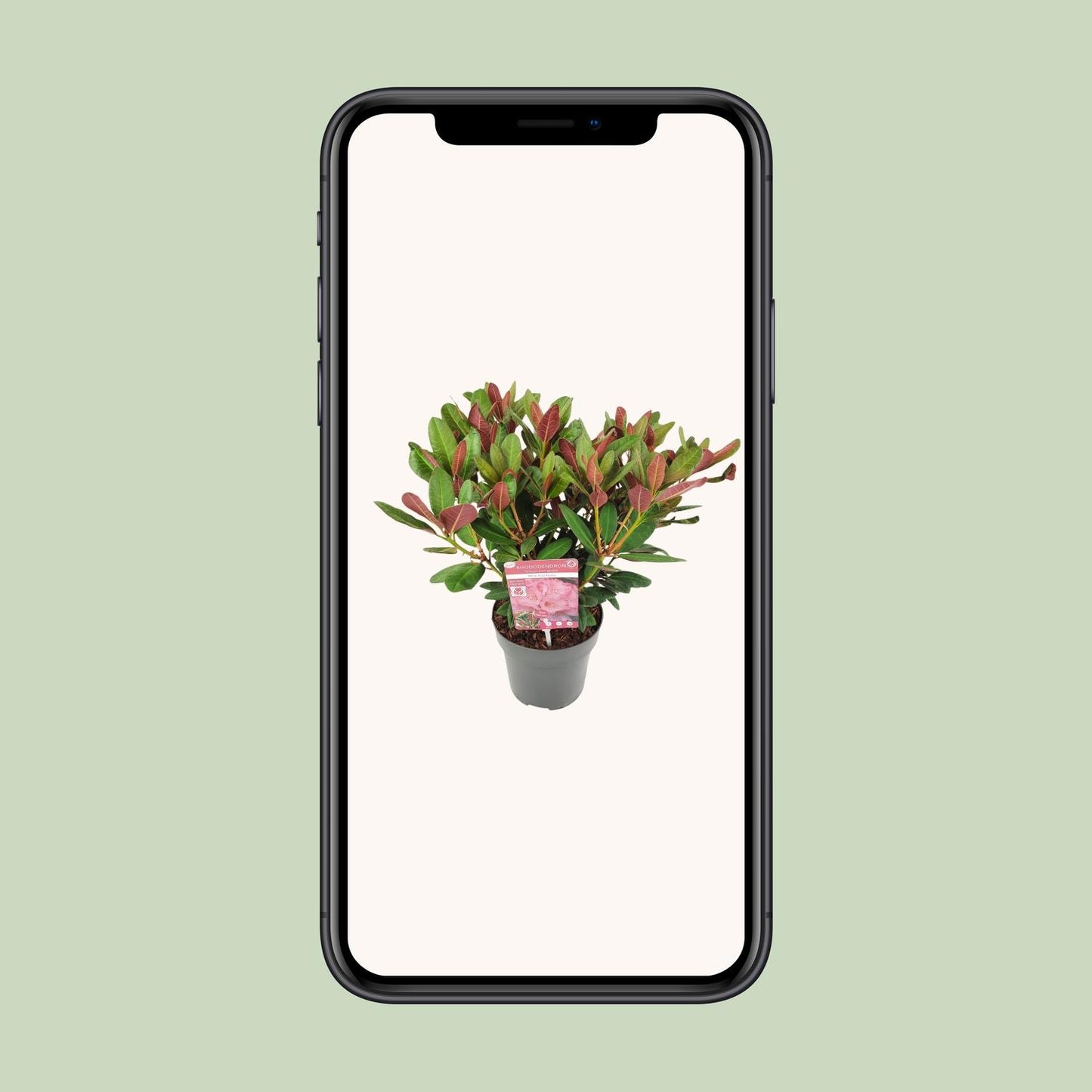 Rhododendron 'Wine & Roses' - Ø19 ↕45