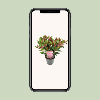 Rhododendron 'Wine & Roses' - Ø19 ↕45
