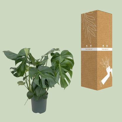 Monstera Deliciosa - Ø24cm - ↕80cm