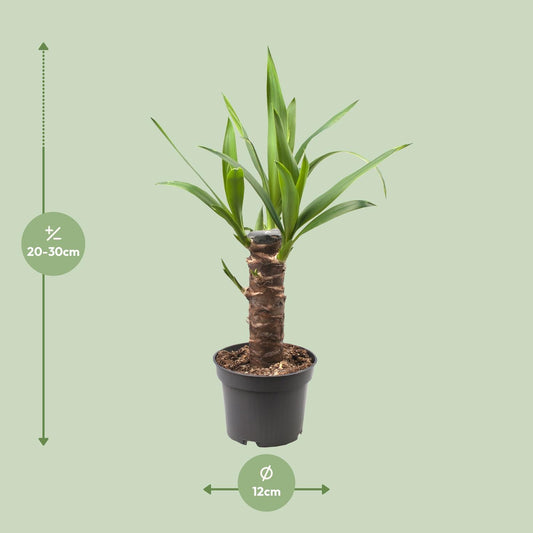 Yucca Elephantipes - Ø12cm - ↕30cm