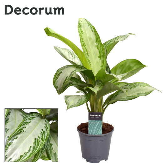 Aglaonema Silver Bay (Decorum) - Ø14cm - ↕40cm