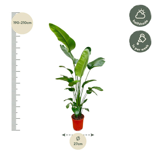Weiße Paradiesvogelblume 180-190 cm – Exotische Zimmerpflanze