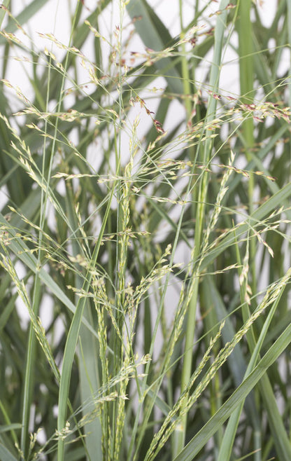 Panicum virgatum 'Prairie Sky' - Ø19cm - ↕50cm