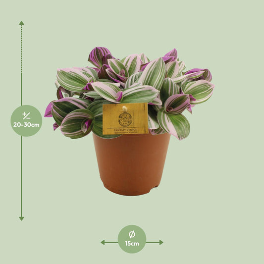 Tradescantia Nanouk - Ø15cm - ↕25cm