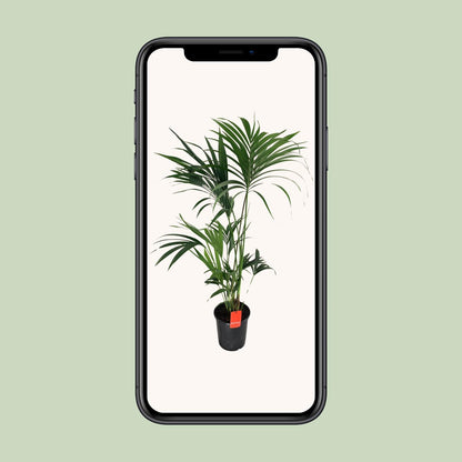 Howea Forsteriana - Ø24cm - ↕130cm