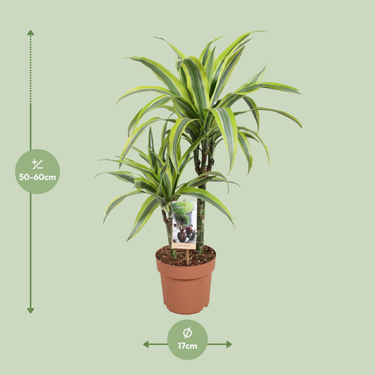 Dracaena Lemon Lime - Ø17cm - ↕60cm