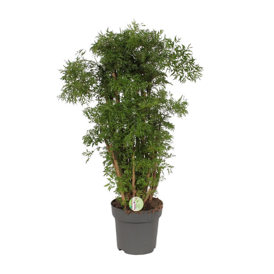 Polyscias Hawaiian - Ø24cm - ↕95cm