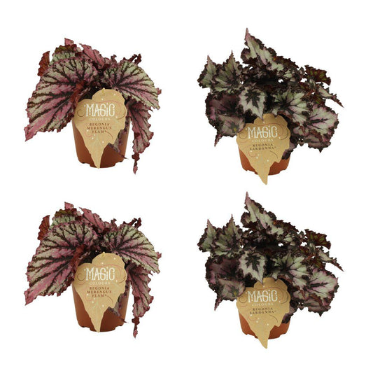 2x Begonia Rex Merenque + 2x Begonia Rex Sardanna - 4 stuks - Ø12cm - ↕25cm