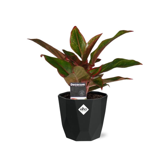 Aglaonema Crete in 14cm b.for rock living black