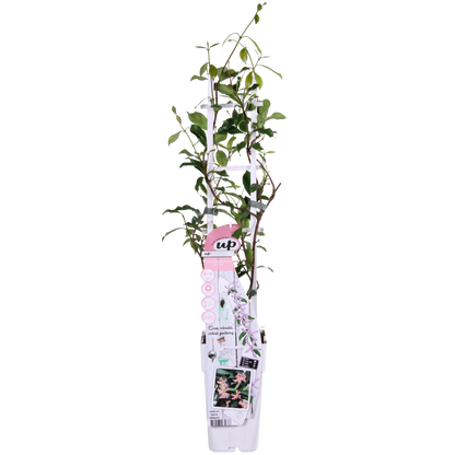 Trachelospermum 'Star of Ibiza' - Toskanischer Jasmin Rosa - Ø15cm - ↕65cm