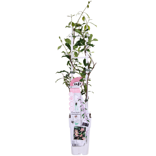 Trachelospermum 'Star of Ibiza' - Toskanischer Jasmin Rosa - Ø15cm - ↕65cm