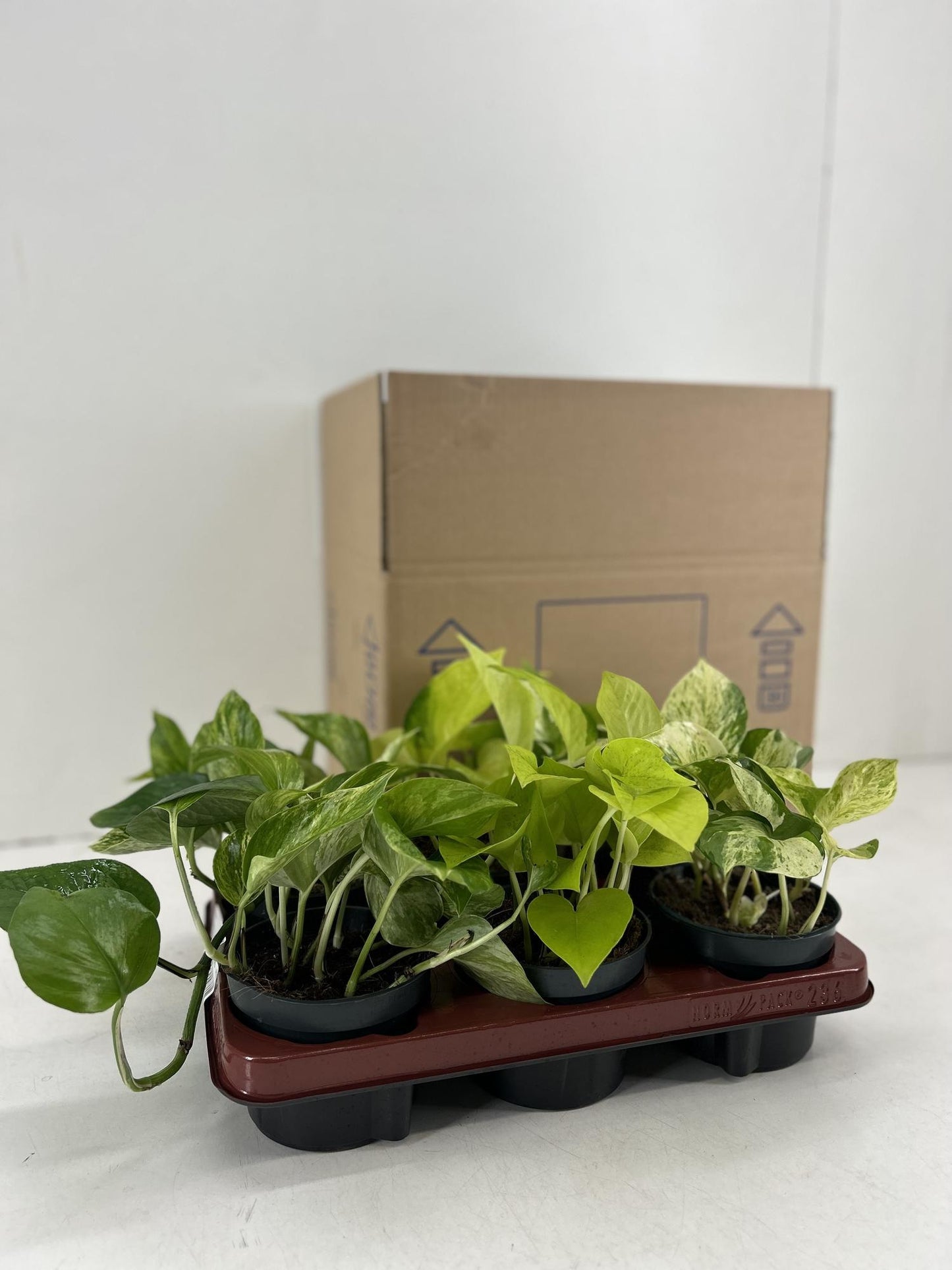 Epipremnum Mix - 6 Stücke - Ø12cm - ↕15cm