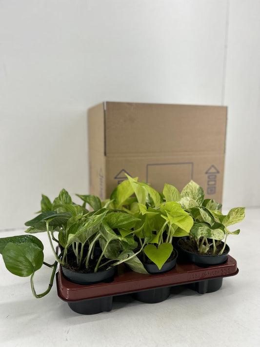 Epipremnum Mix - 6 Stücke - Ø12cm - ↕15cm