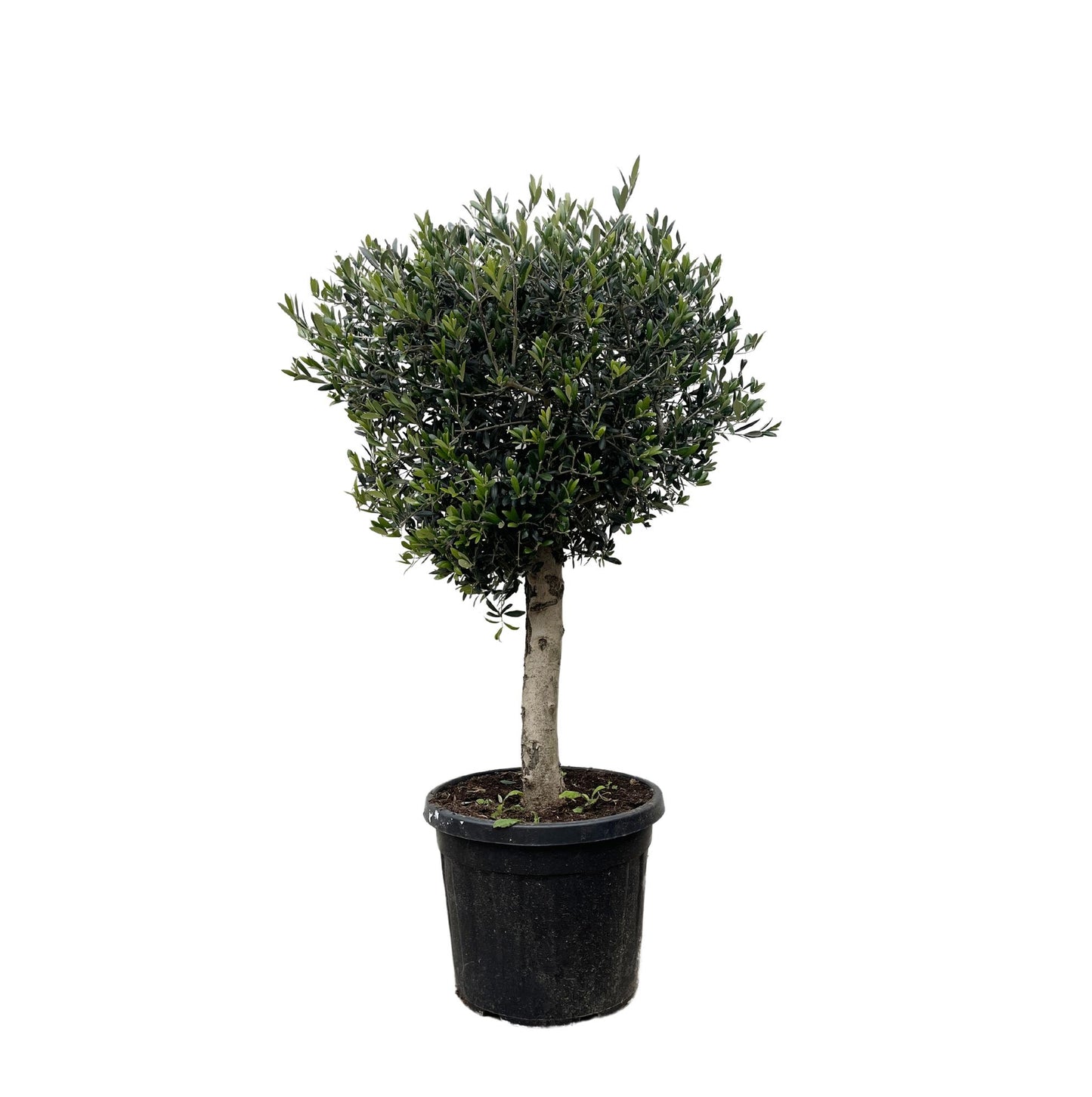 Olivenbaum Lorc – 180 cm – Mediterrane Kübelpflanze