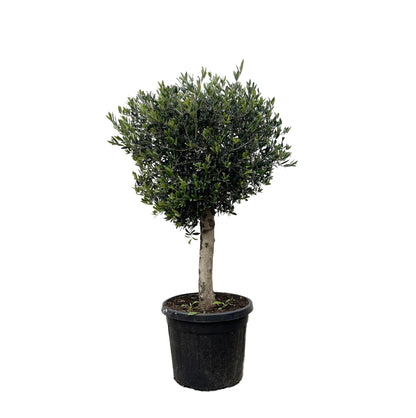 Olivenbaum Lorc – 180 cm – Mediterrane Kübelpflanze