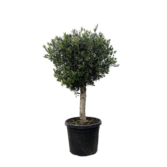 Olivenbaum Lorc – 180 cm – Mediterrane Kübelpflanze