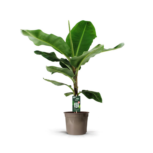Bananenpflanze 140 cm – Tropische Zimmerpflanze