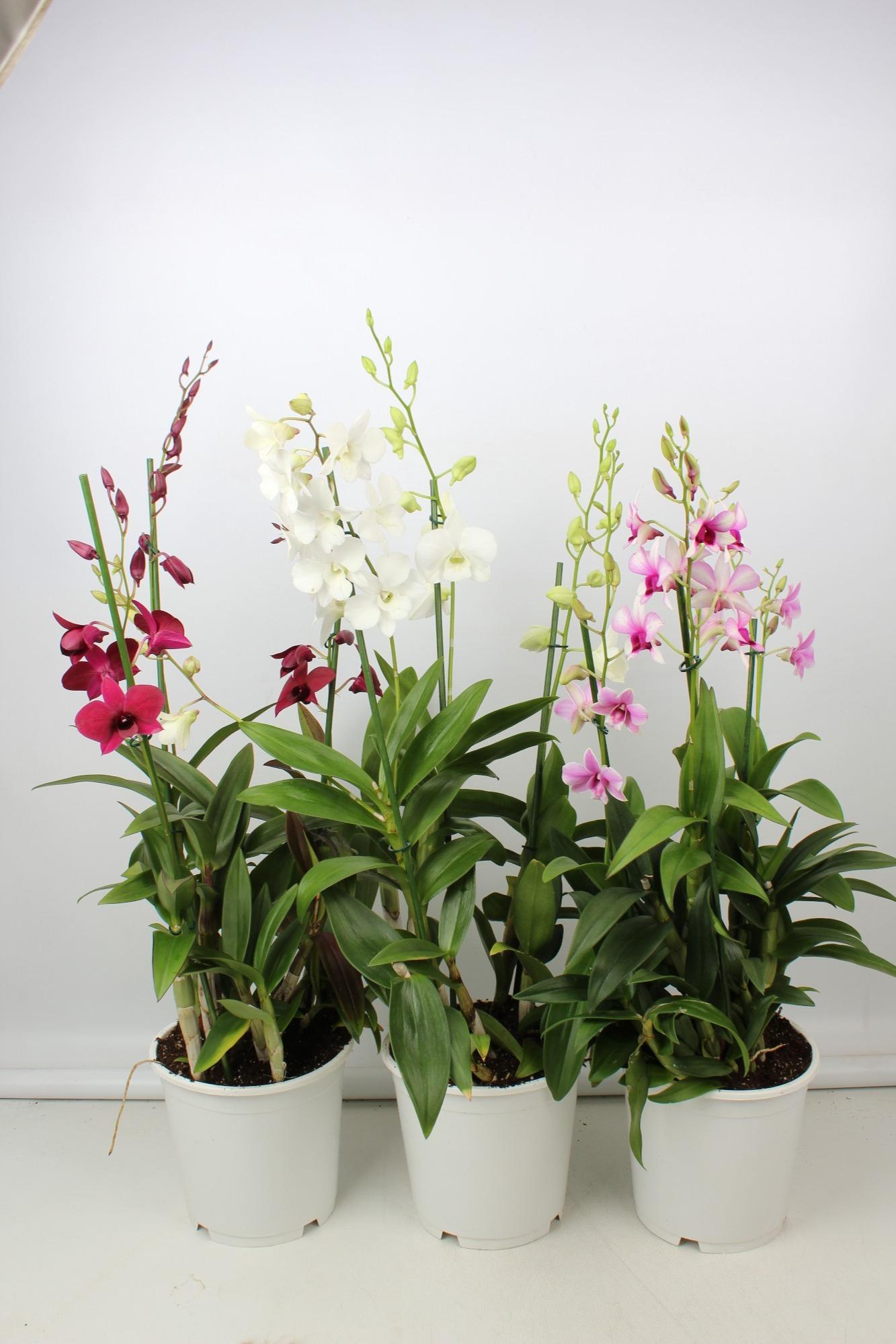 Dendrobium Toef 3 Tak 19 Cm - Ø19cm - ↕70cm