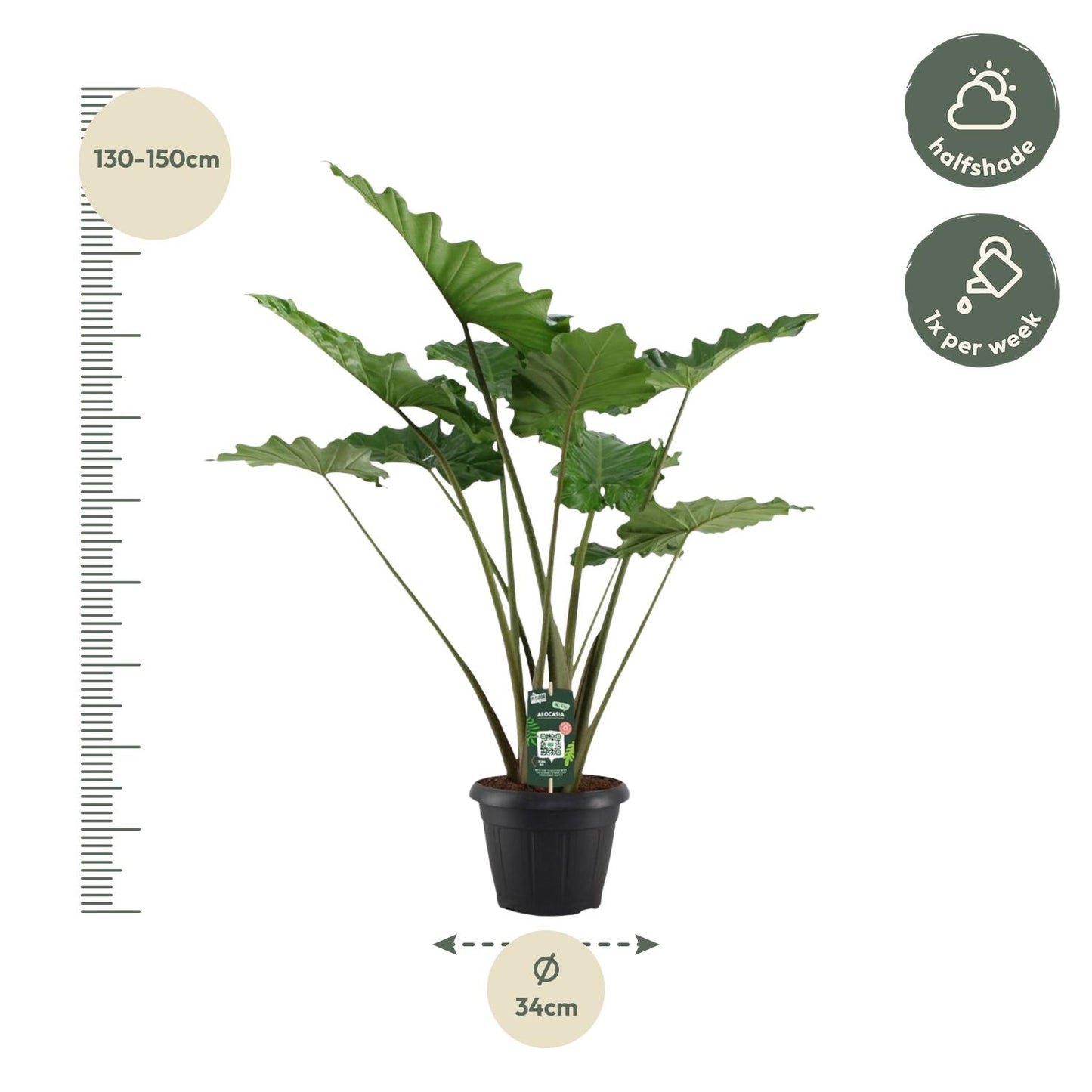 Elefantenohr 'Portodora' – 140 cm exotische Zimmerpflanze
