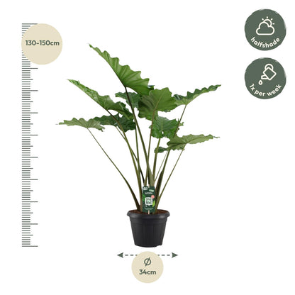 Elefantenohr 'Portodora' – 140 cm exotische Zimmerpflanze
