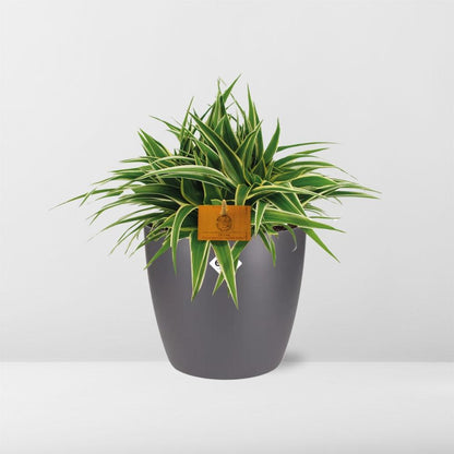 Chlorophytum Ocean 15cm in ELHO brussels 16cm round anthracite