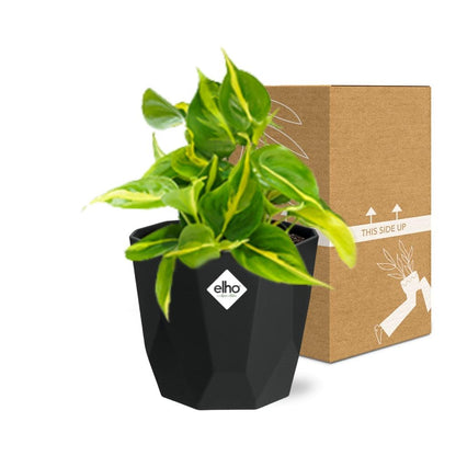 Philodendron Scandens ‘Brasil’ in 14cm b.for rock living black