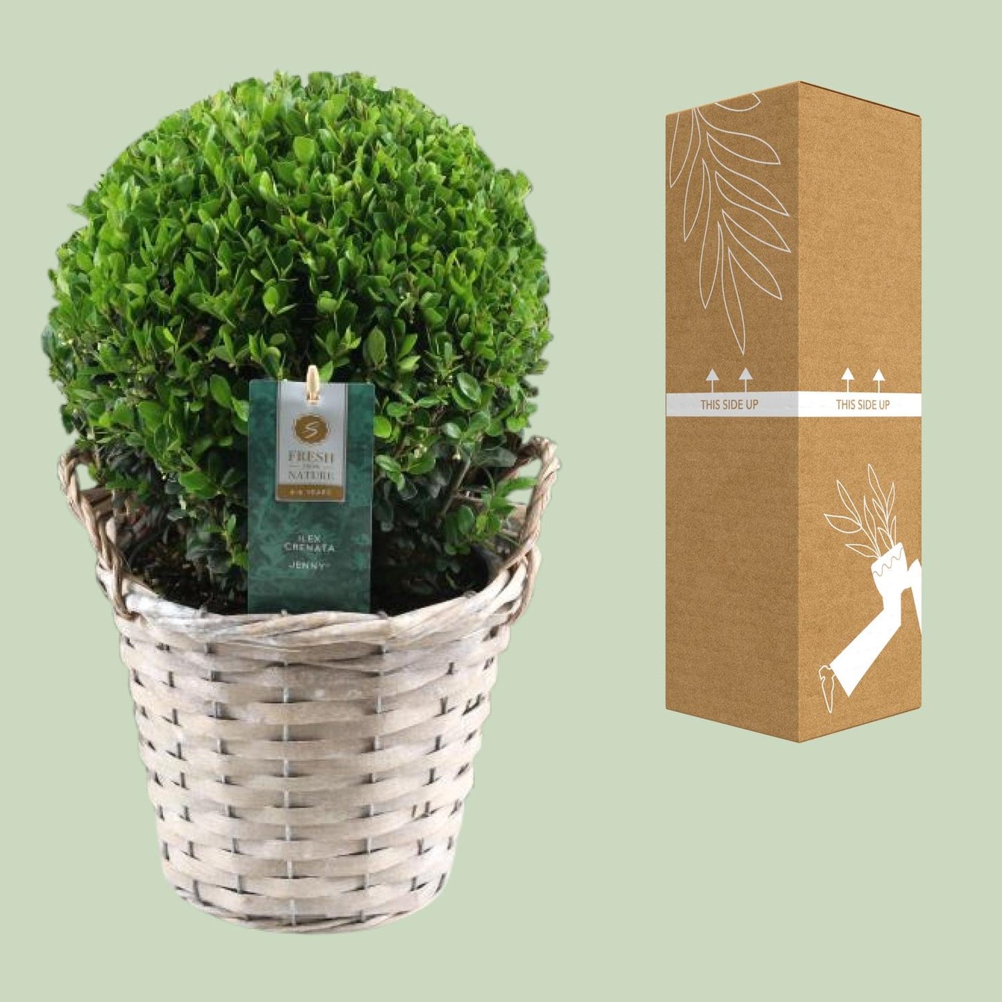 Ilex Crenata 'Jenny'® Ball Ø20cm P17 In Basket - Ø19cm - ↕40cm
