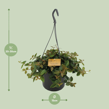 Peperomia Ang.Rocca Scuro - Ø15cm - ↕25cm
