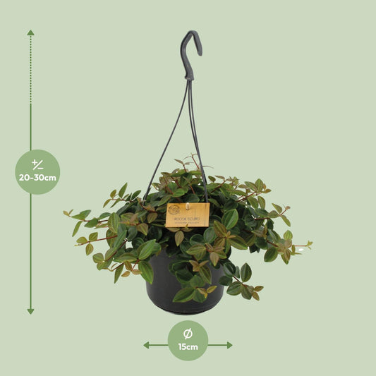 Peperomia Ang.Rocca Scuro - Ø15cm - ↕25cm