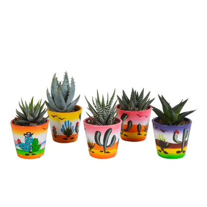 Gasterie & Haworthie Mix – 5er Set im Mexiko-Topf 5,5 cm