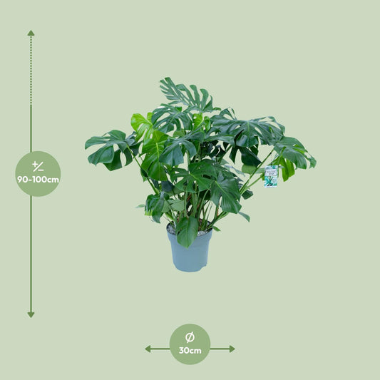 Monstera Deliciosa - Ø30cm - ↕100cm